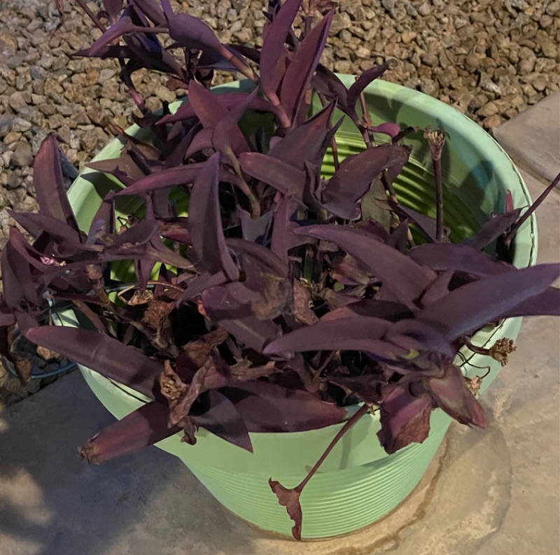 Photo 2 of PURPLE HEART POTTED PLANT