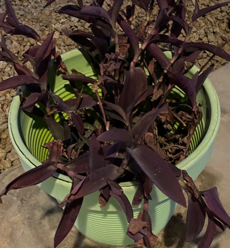 Photo 2 of PURPLE HEART POTTED PLANT