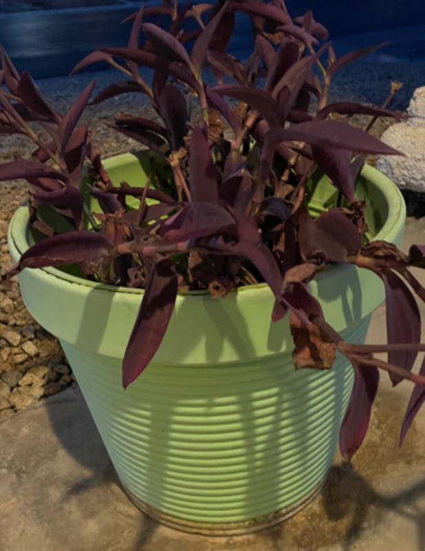 Photo 1 of PURPLE HEART POTTED PLANT