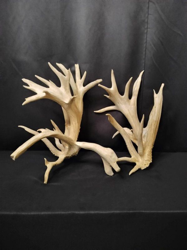 Photo 1 of TWO LARGE ANTLERS