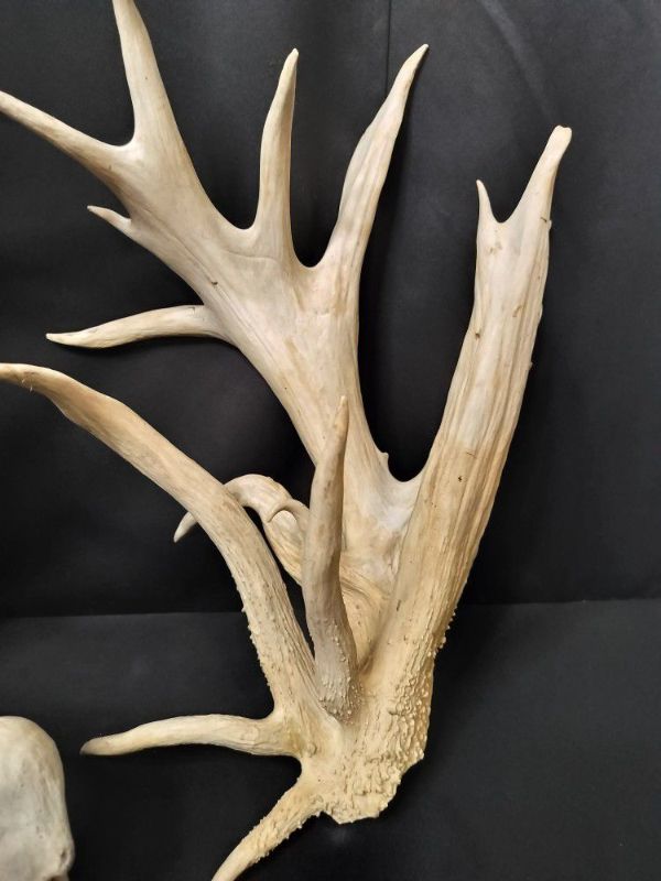 Photo 3 of TWO LARGE ANTLERS