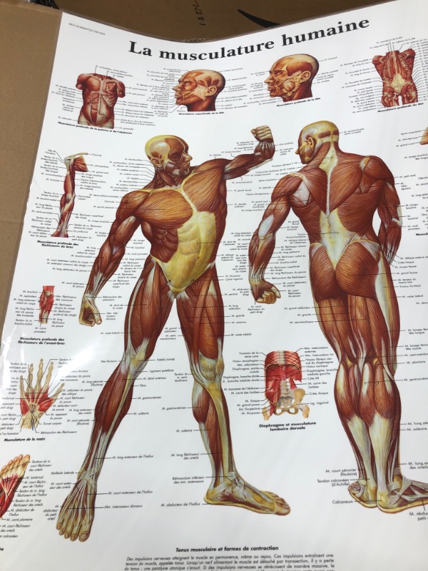 Photo 2 of 3B Scientific VR2118L Glossy UV Resistant Laminated Paper La Musculature Humaine Allergies Chart (Human Musculature Anatomical Chart, French), Poster Size 20" Width x 26" Height
