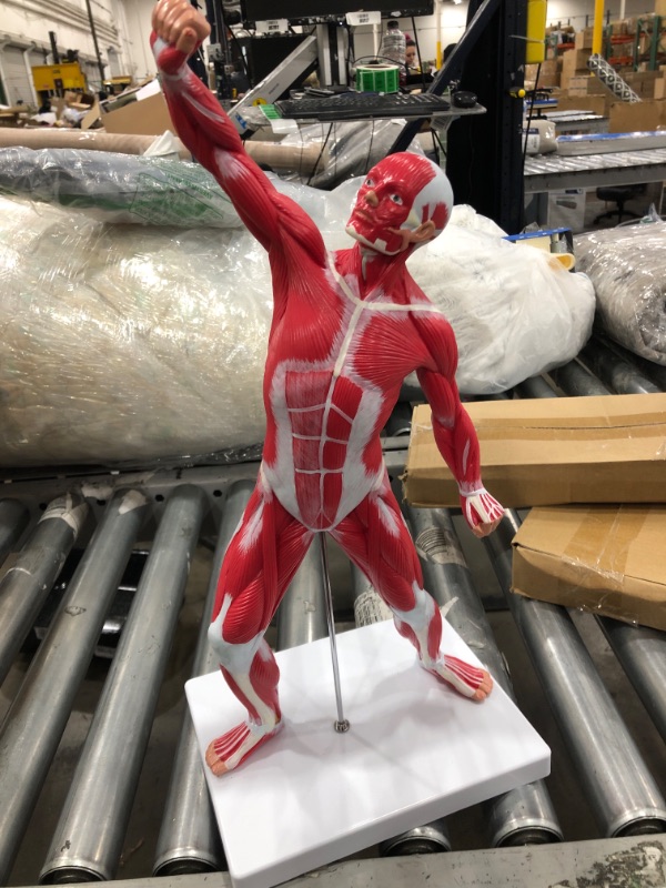 Photo 2 of Axis Scientific Miniature Muscular System Model, 20” Human Muscles Anatomy Model Displaying Superficial Muscle Anatomy and Structure of The Body, Includes Detailed Product Manual
