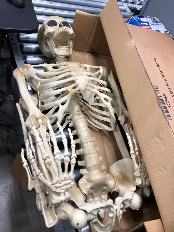 Photo 2 of 1.5m Full Body Plastic Skeleton with Movable Joint
