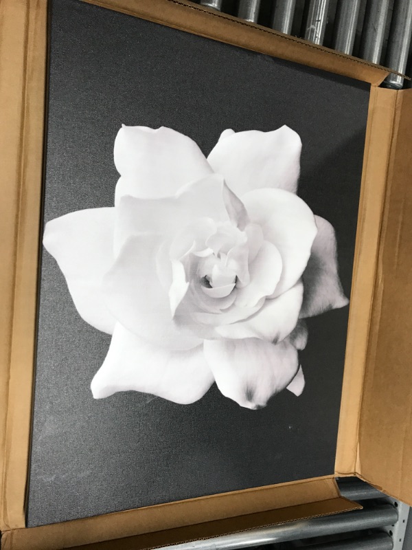 Photo 2 of *Small Cosmetic Damage-See Photos* Gardenia in Black and White by Kurt Shaffer, 24x32-Inch Canvas Wall Art
