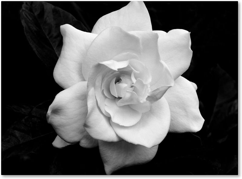 Photo 1 of *Small Cosmetic Damage-See Photos* Gardenia in Black and White by Kurt Shaffer, 24x32-Inch Canvas Wall Art
