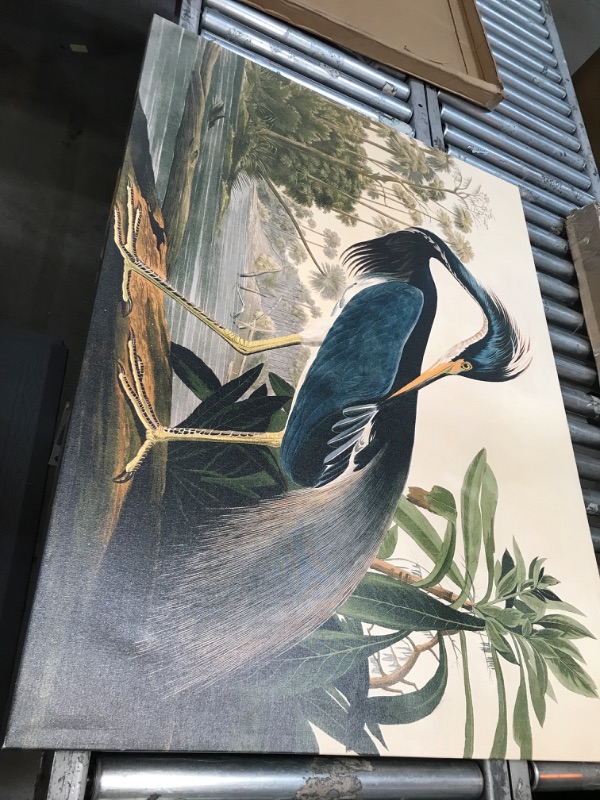 Photo 1 of 35"x47" - Audubon"Louisiana Heron" HUGE Audubon Birds of North America Art Edition Print
