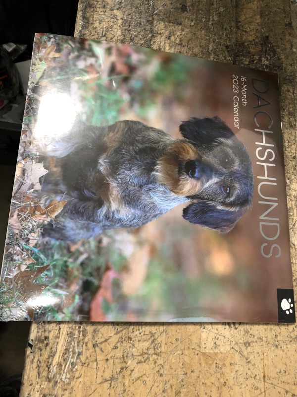 Photo 1 of 16-MONTH 2023 CALENDAR DACHSHUNDS 