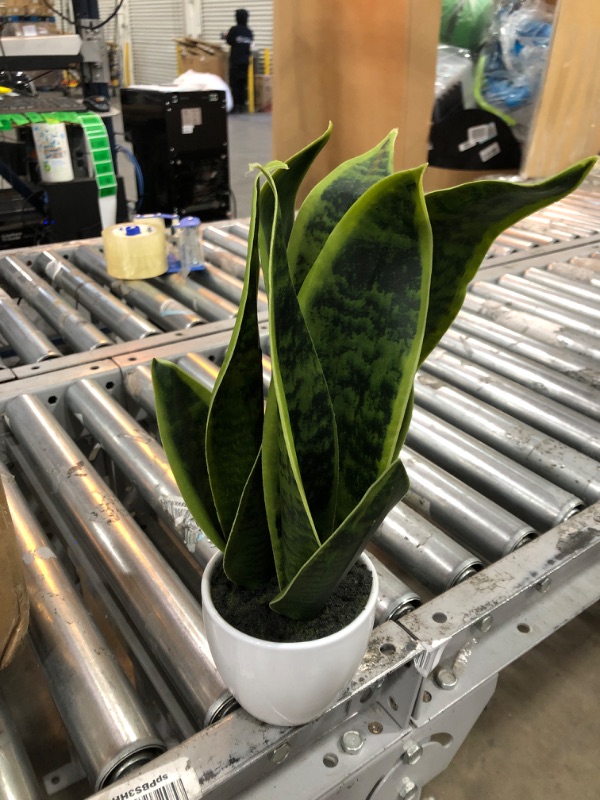 Photo 2 of 16in. Sansevieria Artificial Plant