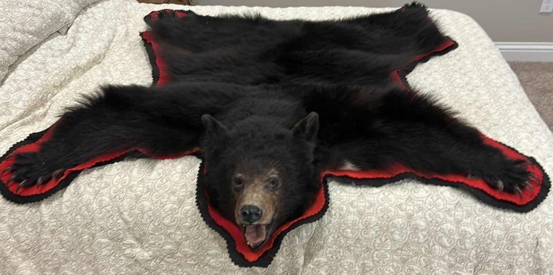 Photo 1 of LARGE BLACK BEAR RUG FROM VANCOUVER ISLAND, BRITISH COLUMBIA 5’ x 5’