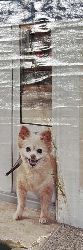 Photo 1 of DOGGY DOOR INSERT FOR SLIDING GLASS DOOR 