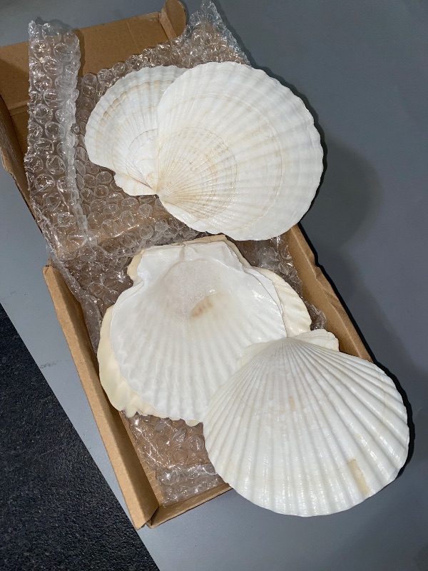 Photo 1 of QEQEKAKA 6PCS Large Scallop Shells Crafts 4''-5'' Large Shells Decoration, for Baking Shells, Crafts DIY Painting Beaching Wedding Decoration, Beach Natural Scallop Shells Bulk