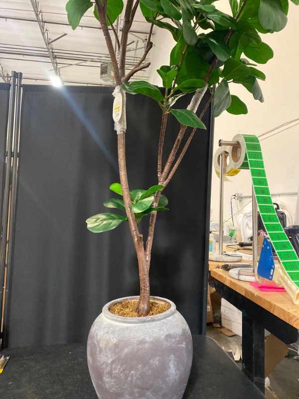 Photo 1 of 6 ft Artificial Leaf Fig Tree Dark Green - Threshold designed with Studio McGee