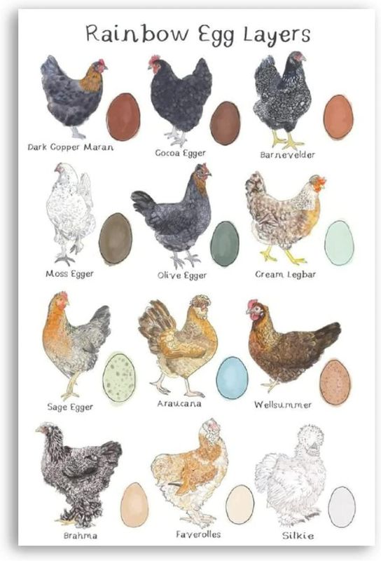 Photo 1 of JIUFOTK Different Colored Egg Types Metal Tin Signs Rainbow Egg Layers Knowledge Posters Farmers Reference Infographic Plaques Farm Farmhouse Courtyard Shop Room Wall Decor 12x18 Inches
