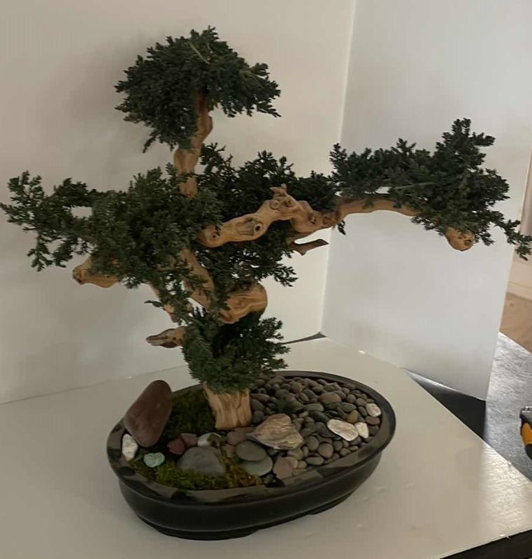 Photo 1 of BONZAI TREE 25”