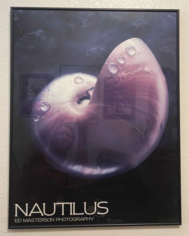 Photo 1 of FRAMED "NAUTILUS SHELL" ARTWORK 22“ x 28“