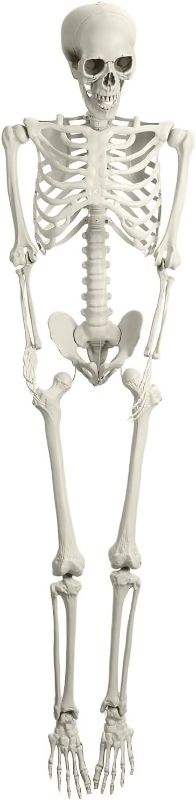 Photo 1 of 
Halloween Life Size Skeleton, 5.4FT Skeleton Decor Realistic Full Body Bones Poseable Halloween Skeleton Prop with Movable Joints for Indoor Outdoor Party..