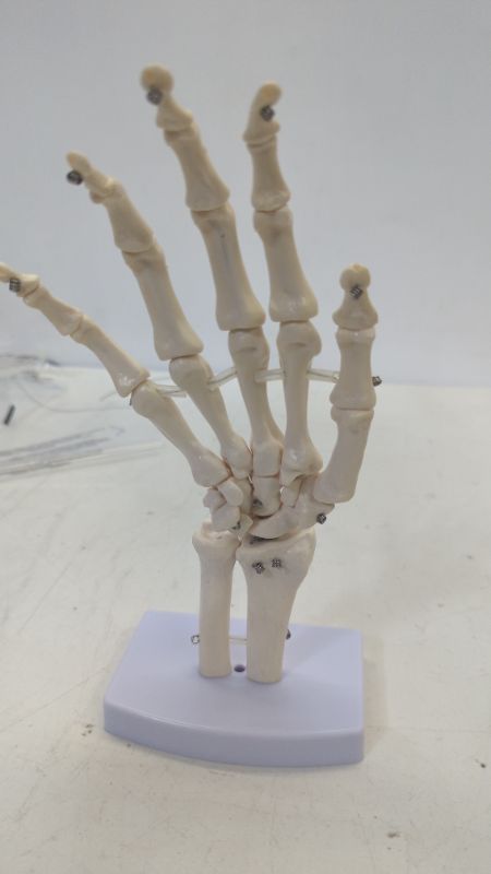 Photo 2 of Human Hand Skeleton Model on Base, Hand Bone,Life Size, Articulated
