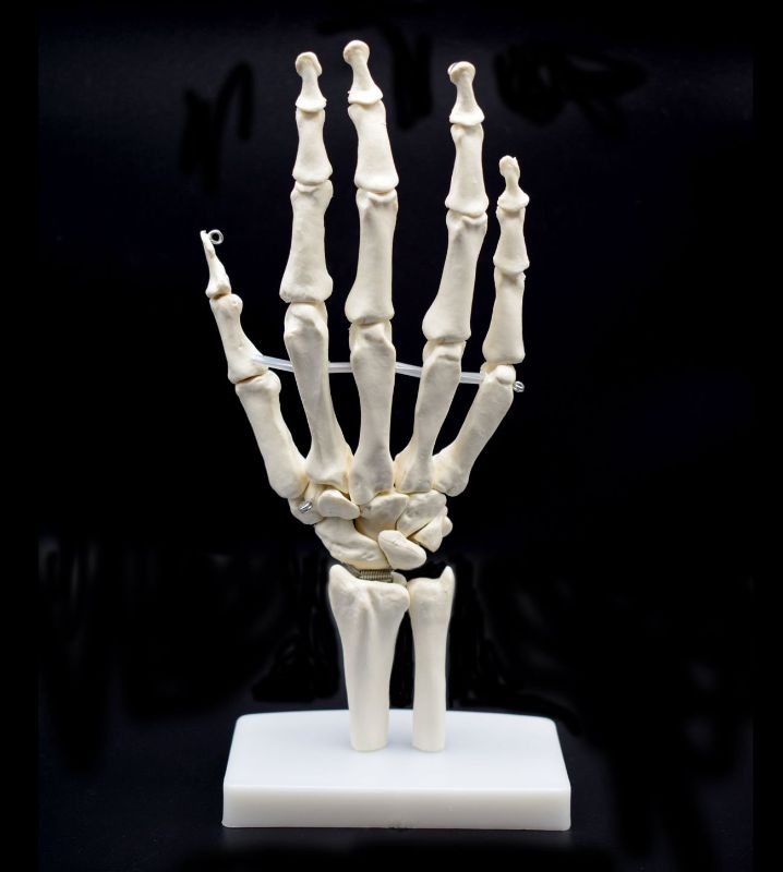 Photo 1 of Human Hand Skeleton Model on Base, Hand Bone,Life Size, Articulated
