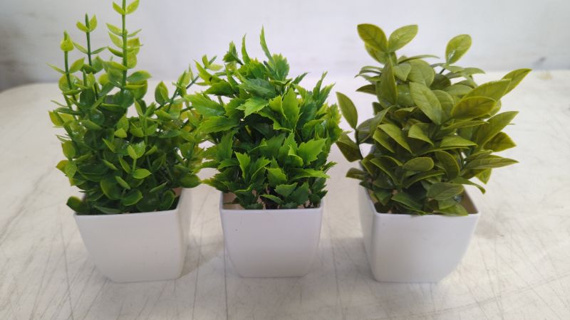Photo 1 of 3Pack small Foliage plants fork desk