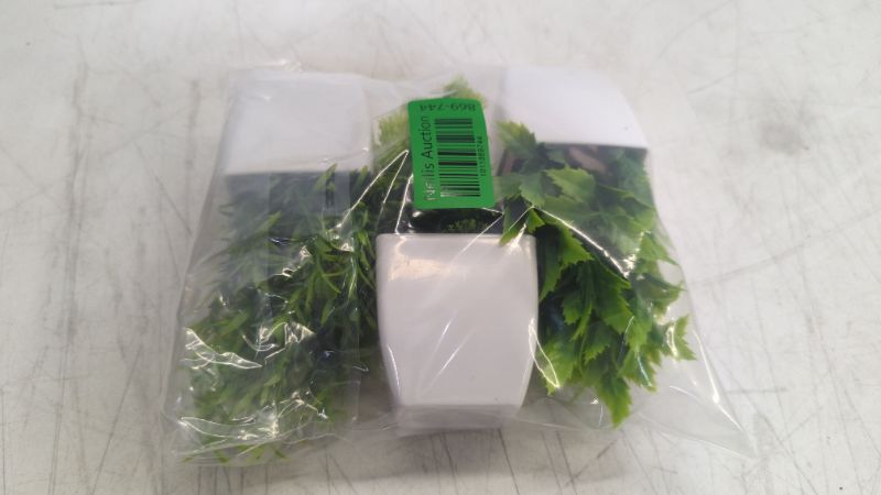 Photo 2 of 3Pack small Foliage plants fork desk
