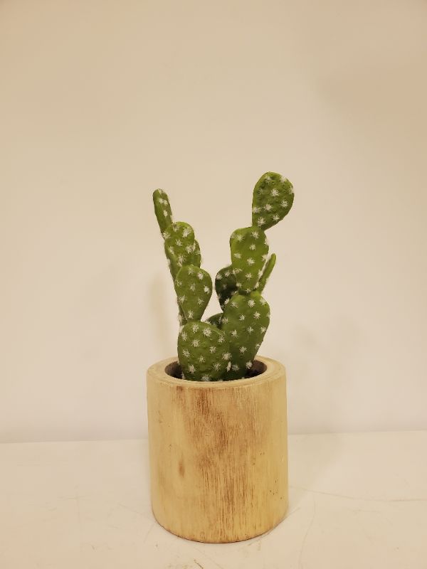 Photo 2 of Medium Cactus Wood Pot - Threshold