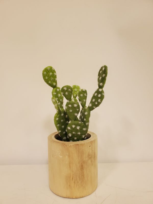 Photo 3 of Medium Cactus Wood Pot - Threshold