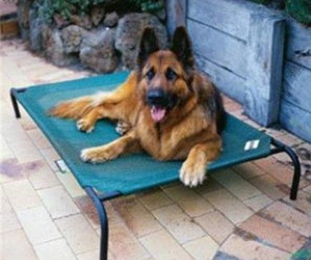 Photo 1 of 799870317287 3 feet 6 inch x 2feet 6inch Large Steel Framed Pet Bed - Brunswick Green Cover
