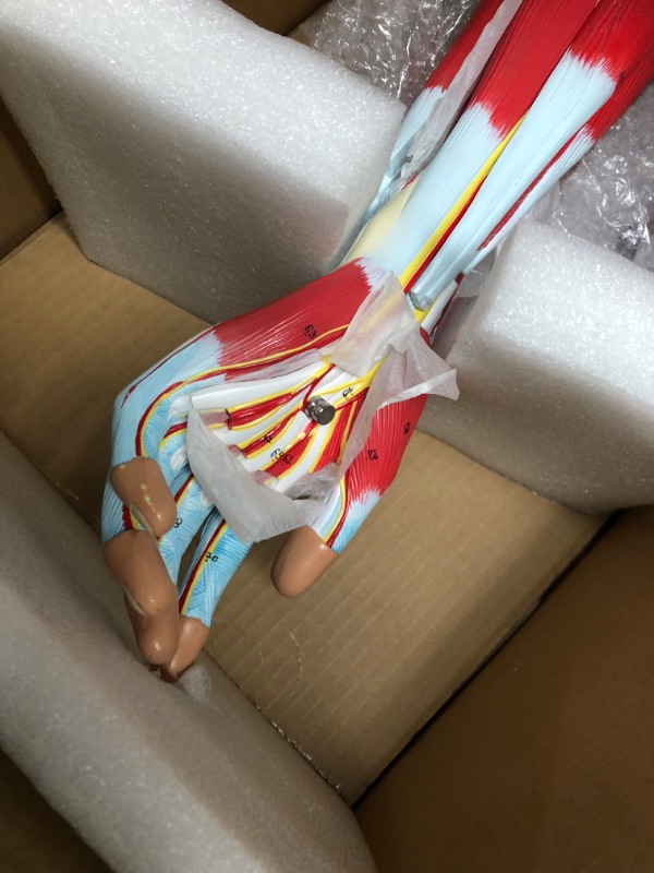 Photo 3 of **used, minor damage**
Axis Scientific Life-Size 7-Part Human Muscular Arm with Detachable Muscles Anatomy Model
