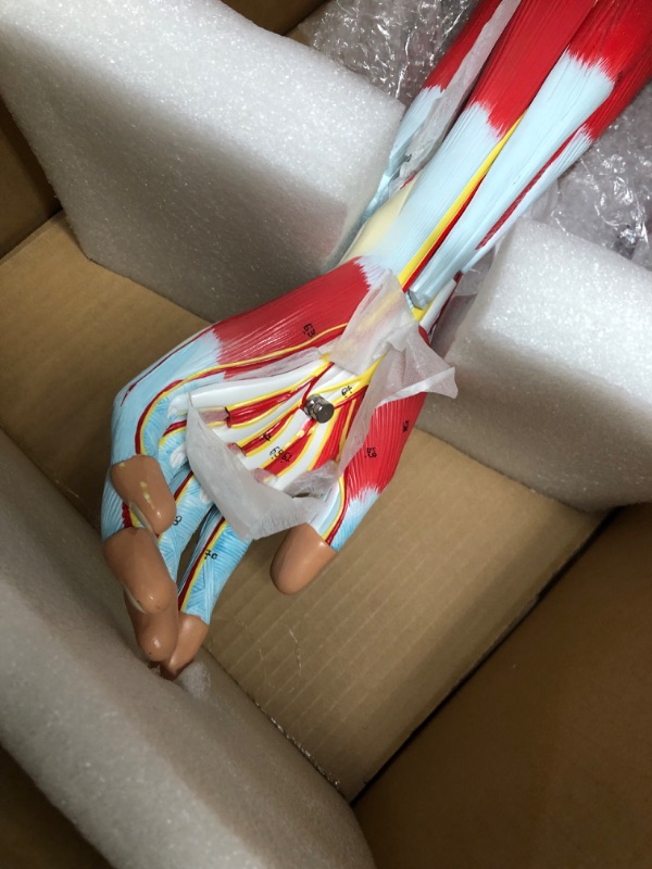 Photo 1 of **used, minor damage**
Axis Scientific Life-Size 7-Part Human Muscular Arm with Detachable Muscles Anatomy Model
