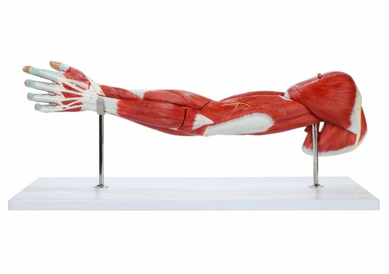 Photo 1 of **used, minor damage**
Axis Scientific Life-Size 7-Part Human Muscular Arm with Detachable Muscles Anatomy Model
