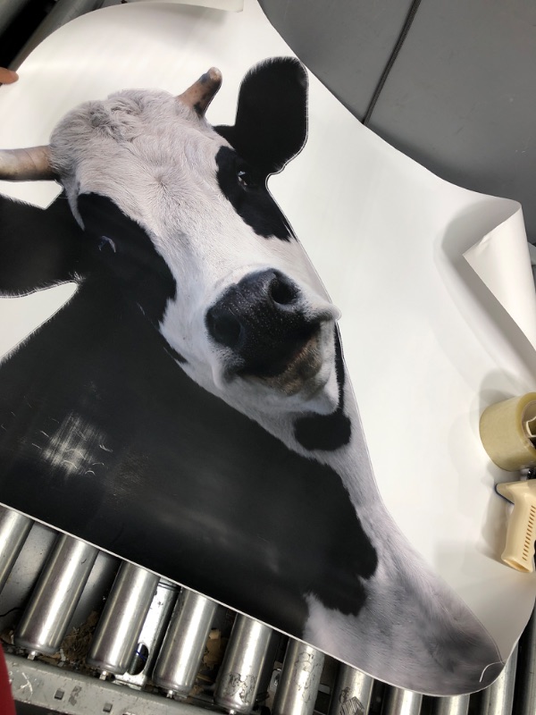 Photo 1 of 36 x31 COW PRINT/STICKER