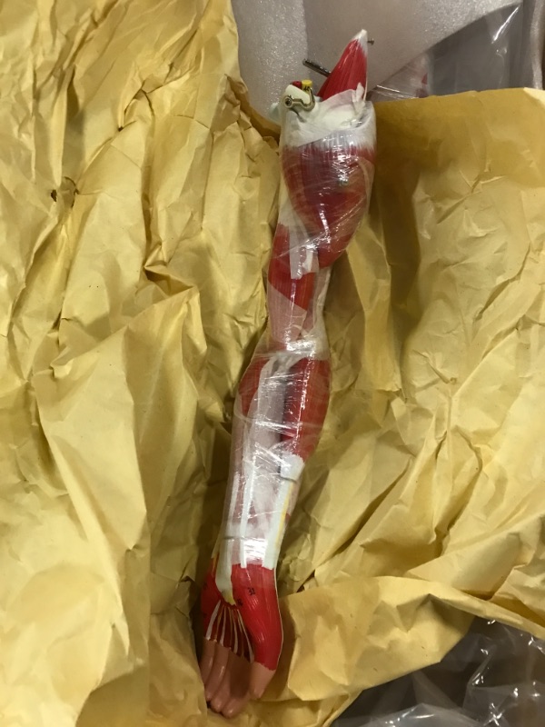 View 4 of breesky Human Muscle and Organ Model, 27-Part Half Life-Size Muscular Figure with Removable Organs and Muscle Anatomy for Medical Educational Training