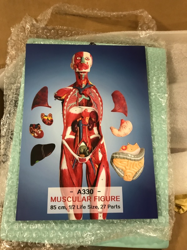 View 5 of breesky Human Muscle and Organ Model, 27-Part Half Life-Size Muscular Figure with Removable Organs and Muscle Anatomy for Medical Educational Training