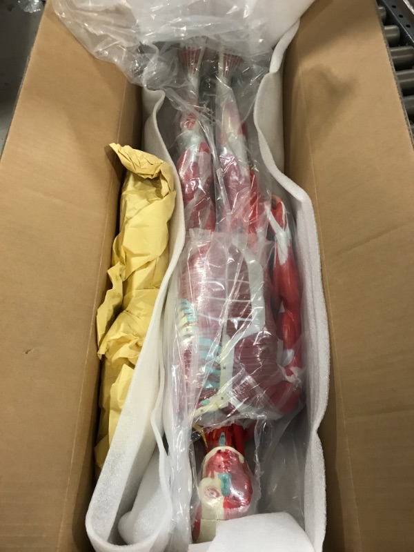 View 6 of breesky Human Muscle and Organ Model, 27-Part Half Life-Size Muscular Figure with Removable Organs and Muscle Anatomy for Medical Educational Training