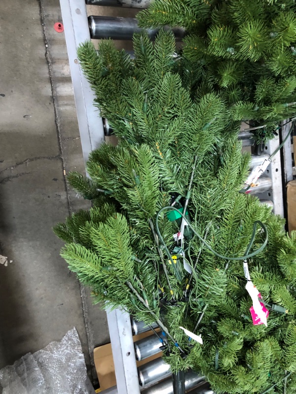 Photo 5 of Downswept Douglas R Pencil Slim Fir Tree with Clear Lights, 108"
