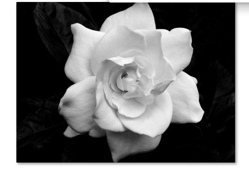 Photo 1 of 
gardenia in Black and White by Kurt Shaffer Floater Frame Nature Print Hidden Frame Wall Art 24 in. x 32 in.