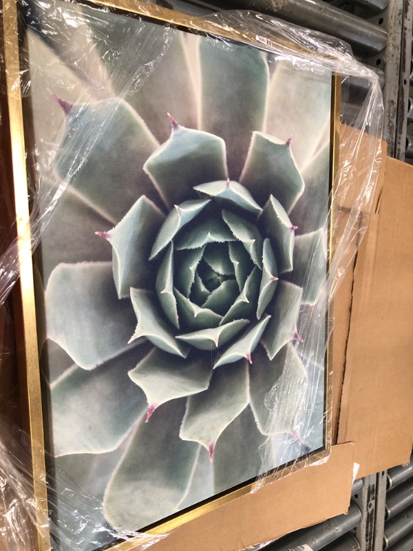 Photo 2 of Kate and Laurel Sylvie Succulent 1 Color Photograph Framed Canvas Wall Art by F2 Images, 18x24 Gold
