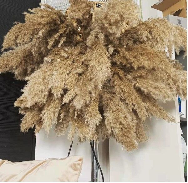 Photo 1 of 24'', About 50 PCS Pampas Grass, Fluffy/Tall/Large/Natural/Dried Plants for Vase/Home Decor/Flower Arrangements/Wedding Decoration,Gift Wrapping
