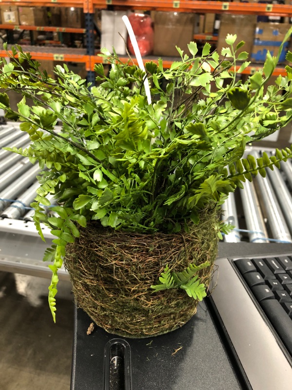 Photo 1 of Faux Fern in S Basket (Maidenhair Fern/