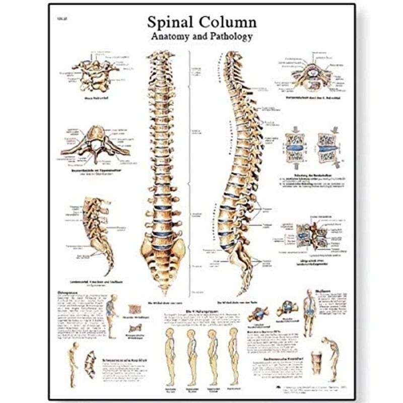 Photo 1 of 3B Scientific VR1152L Glossy Laminated Paper Spinal Column Anatomical Chart, Poster Size 20" Width x 26" Height
