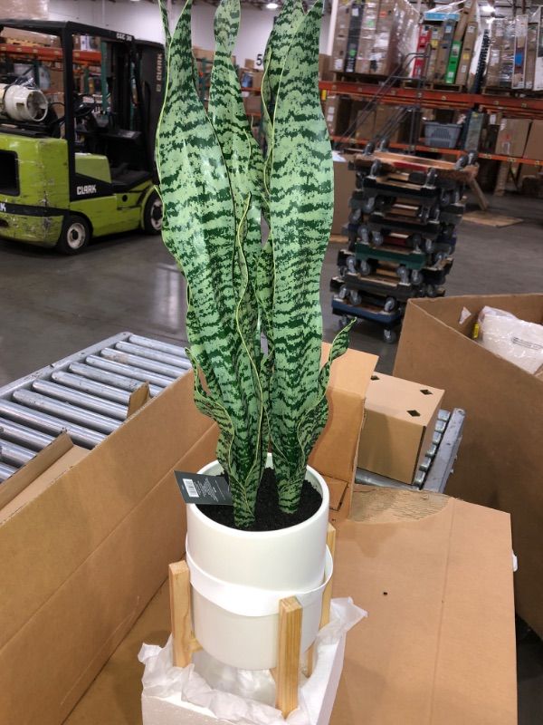 Photo 2 of 38.5 " Snake Plant in Plant Stand - Threshold