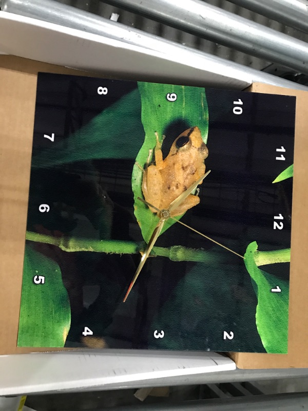 Photo 2 of 3dRose 3D Rose Coqui Frog on Leaf, El Yunque Forest, Puerto Rico-CA27 KSC0000-Kevin Schafer-Wall Clock, 13-inch (DPP_72316_2) 13x13 Wall Clock