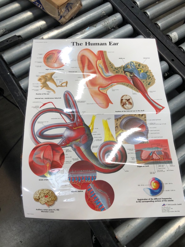 Photo 2 of 3B Scientific VR1243L Glossy Laminated Paper Human Ear Anatomical Chart, Poster Size 20" Width x 26" Height