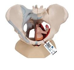 Photo 1 of 3B Scientific H20/3 Female Pelvis w/ Ligaments 4 Part - 3B Smart Anatomy
