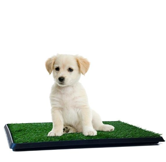 Photo 1 of Artificial Grass Puppy Pad for Dogs and Small Pets – Portable Training Pad with Tray – Dog Housebreaking Supplies by PETMAKER (16" x 20")
