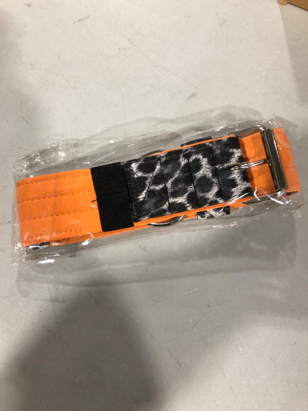 Photo 1 of 2" Dog Collar Orange 
