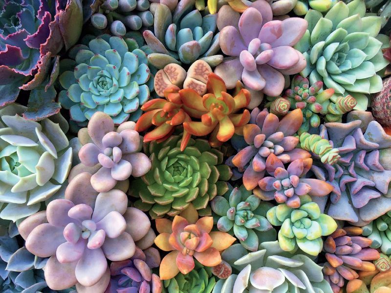 Photo 2 of Ceaco - Succulents Puzzle 3 Pack - Succulent Synergy - Pretty Pastels - Bright Succulents - ALL 24"x18" - Oversized 300 Piece Jigsaw Puzzles
