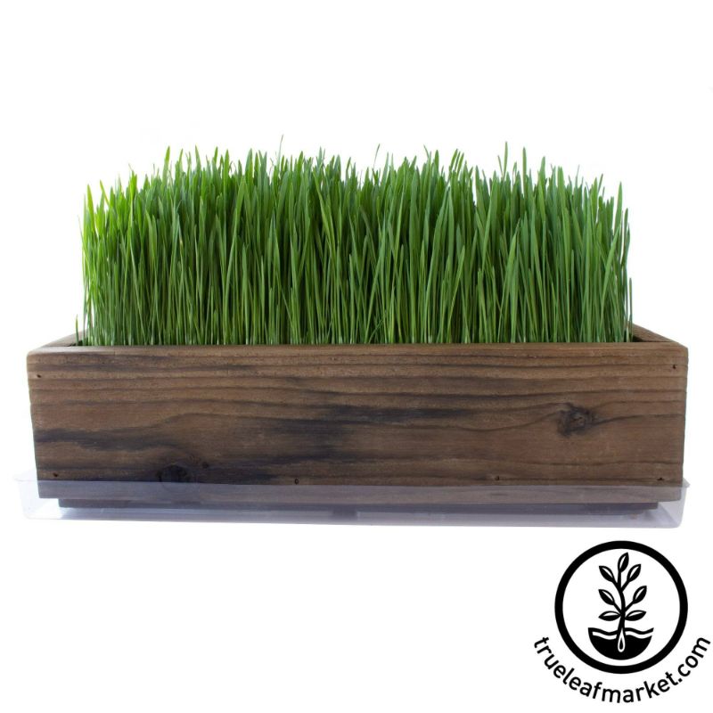 Photo 1 of Barnwood Planter Organic Wheatgrass Kit
