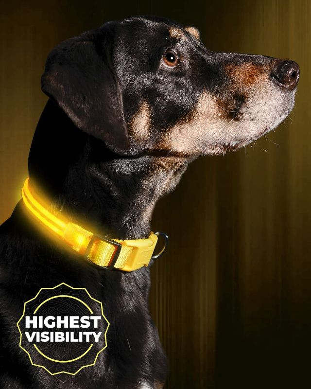 Photo 1 of LED Light Up Dog Collar - Bright & High Visibility Lighted Glow Collar for Pet Night Walking – USB Rechargeable – Weatherproof - Yellow - Large - 48-59cm